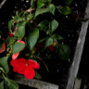 Meet your Posher, Gianna